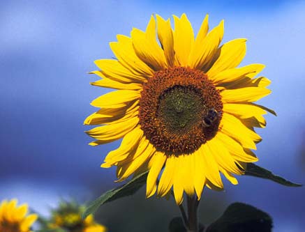 bunga matahari
